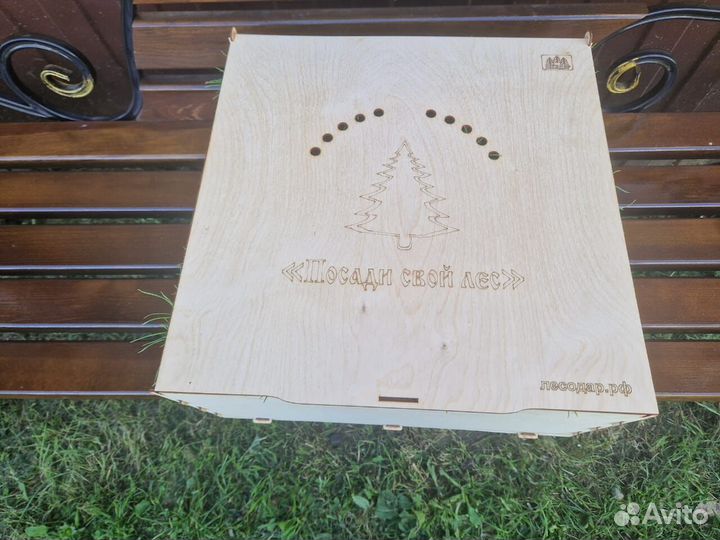 Саженцы сосны и ели окс от производителя