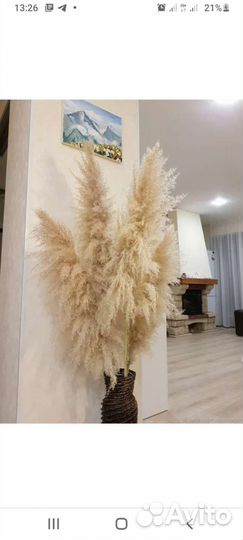Пампасная трава для интерьера