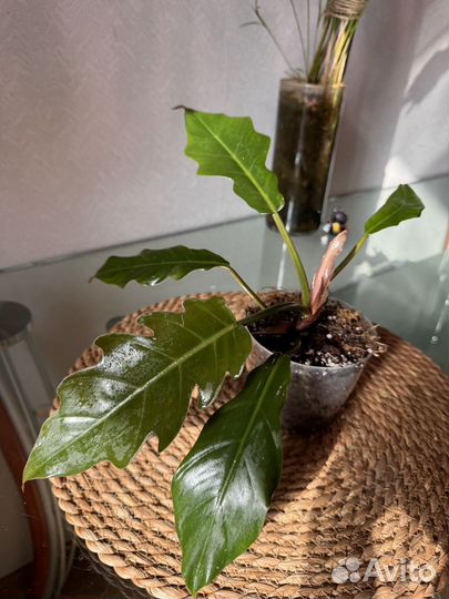 Филодетрон Карамель зеленая (от вар мамы)