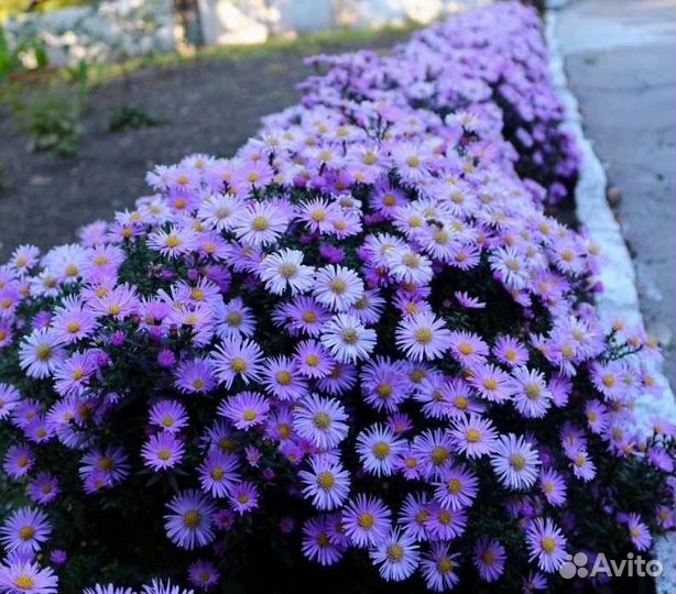 Астра, вербейни, очиток, примула, купена