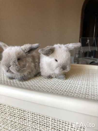 Кролик породы miniature lop/minilop/минилоп