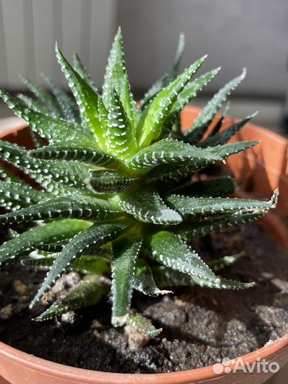 Суккуленты хавортия