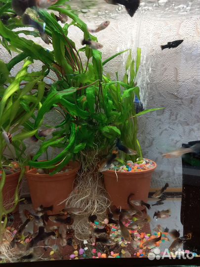 Аквариумные рыбки