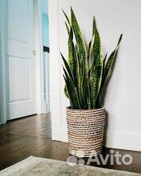 Сансевьера