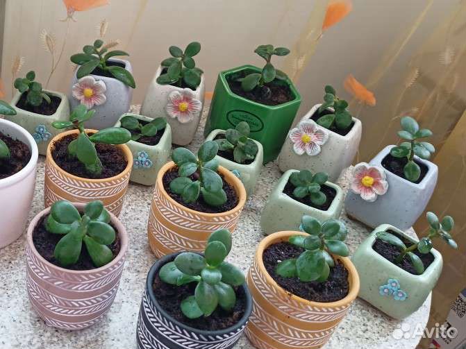 Денежное дерево