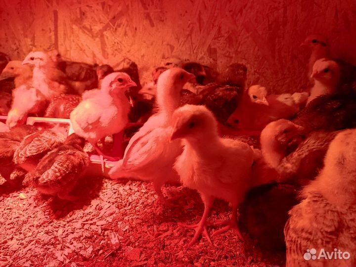 Цыплята подрощенные