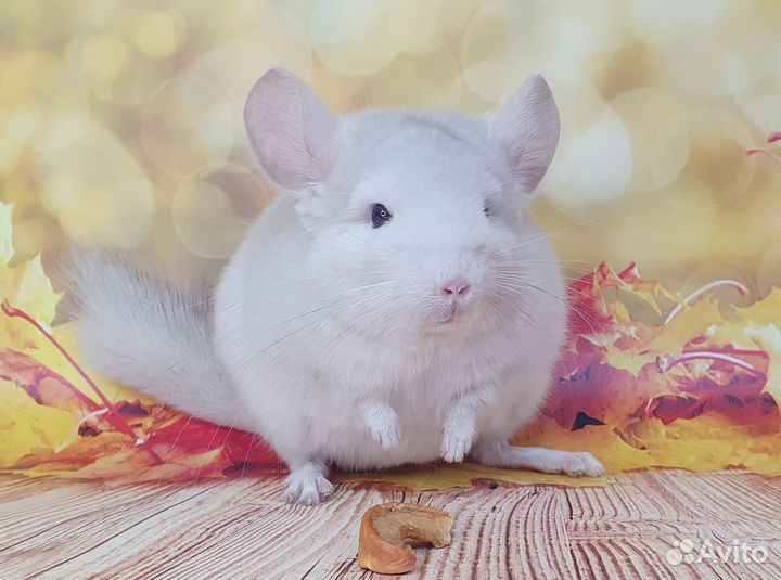 Шиншилла Люси