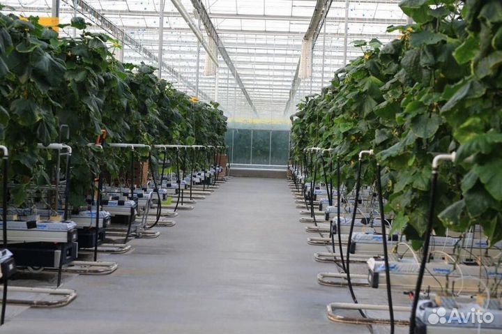 Рабочие на сбор урожая огурца