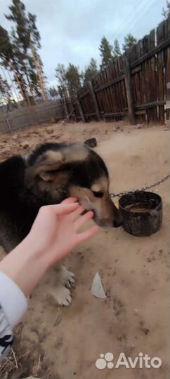 Собаки: овчарка и монгол
