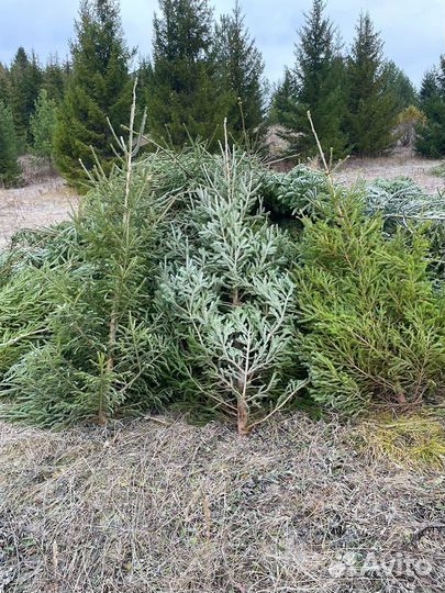 Ель новогодняя живая, оптом/розница