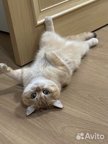 Вязка с британским котом