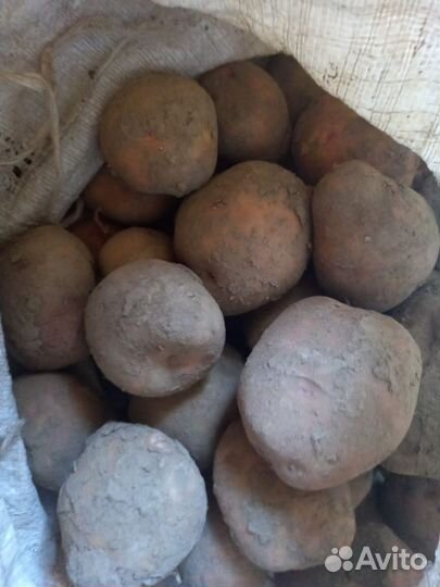 Продам картофель