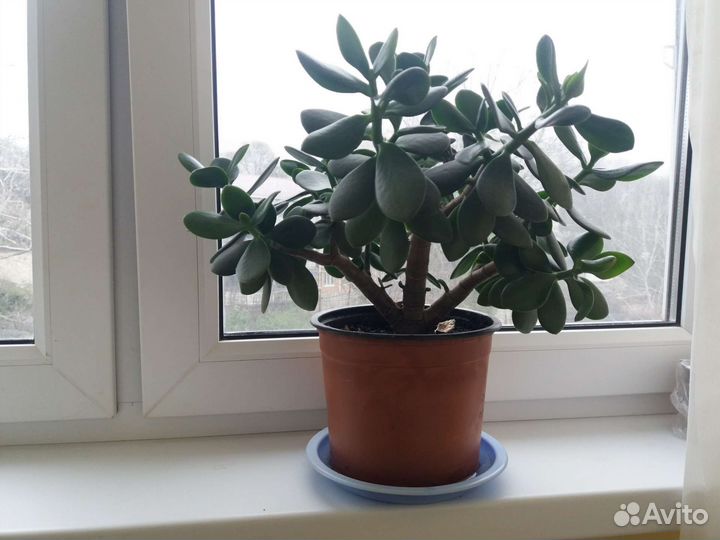 Цветок толстянка