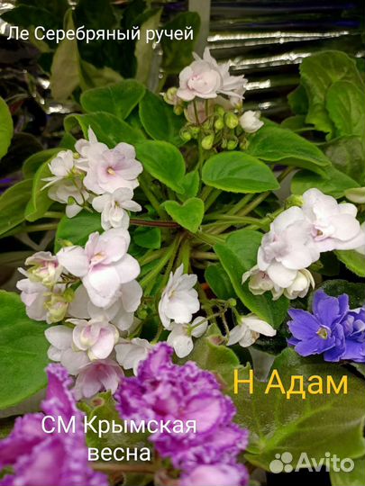 Сортовые фиалки