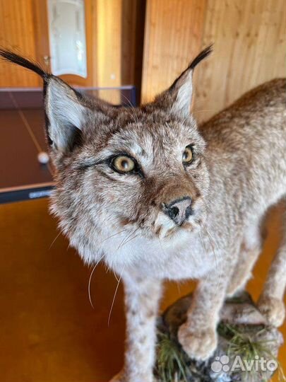 Чучело (имитация) рыси