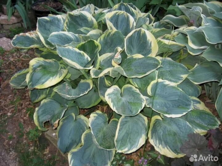 Хосты Пайзаз