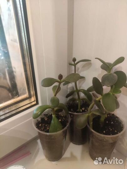 Детки растений толстянка, каланхоэ, хлорофитум