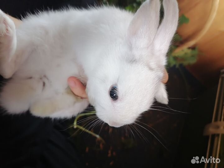 Карликовые крольчата