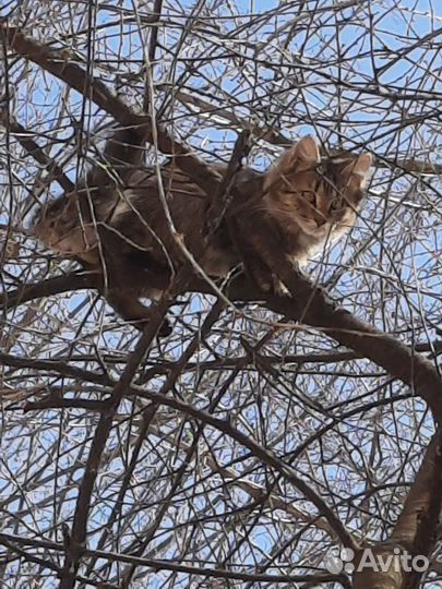 Пушистому котенку подростку нужна семья