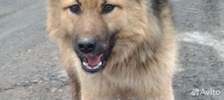 Кошка. И пёся