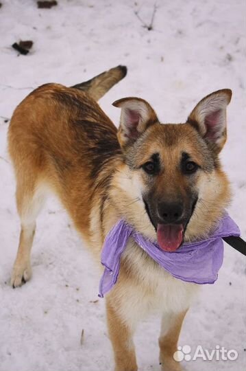 Винки - Щенок-подросток из приюта ждет хозяина