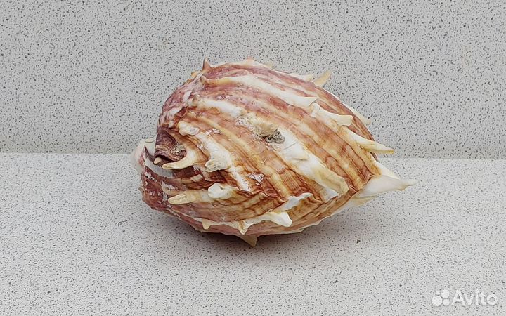 Спондилус 8,3 морская ракушка раковина