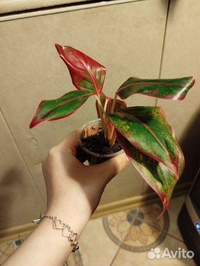 Аглаонема крит