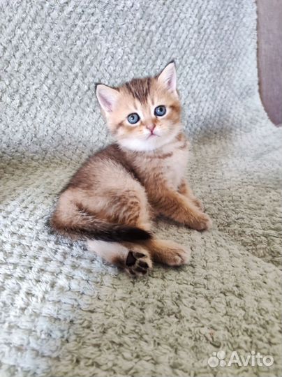 Шотландская