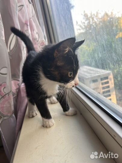 Котенок черно-белый