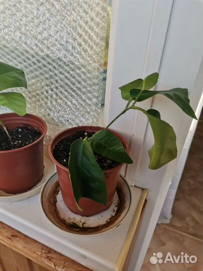 Павловский лимон