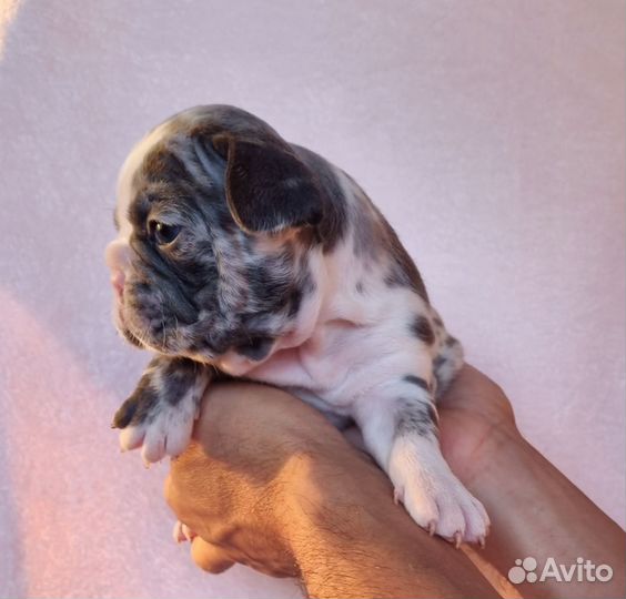 Французский бульдог щенки