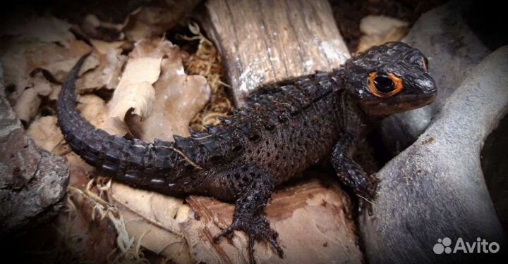 Крокодиловый сцинк (Tribolonotus qracilis)
