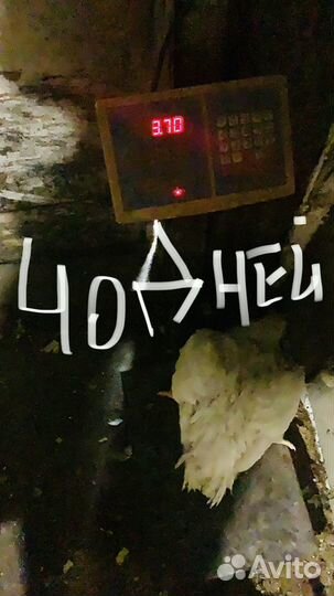 Бройлер суточный,подрощенный. Инк.яйцо