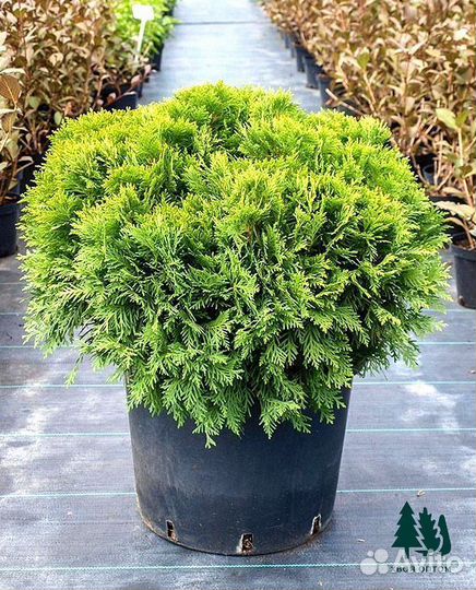 Туя даника артикул p-6485