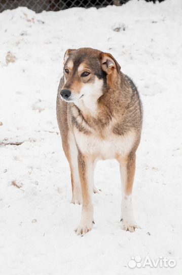 Вита - собака для хороших людей