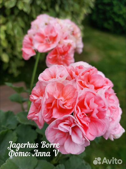 Пеларгония та Эммануэль и др