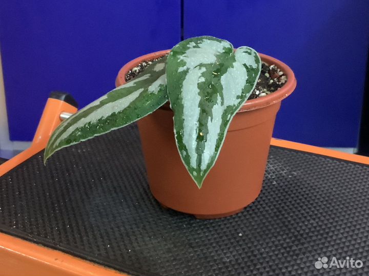 Сциндапсус Дарк Принцесс (Dark Princess)