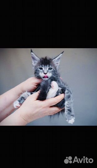 Вязка и котята мейнкуны полидакты и классики