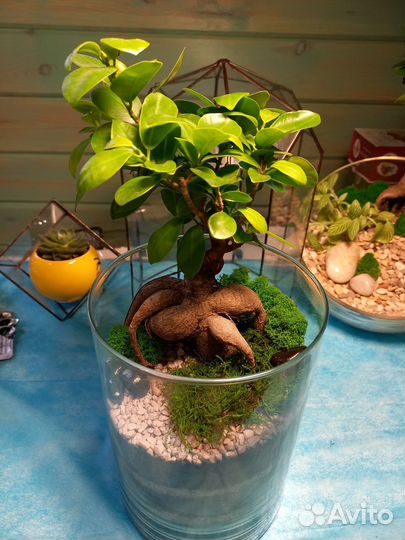 Флорариум с влаголюбивыми растениями