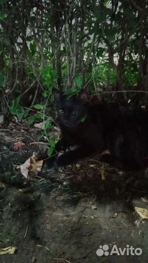 Найден кот с двумя ошейниками