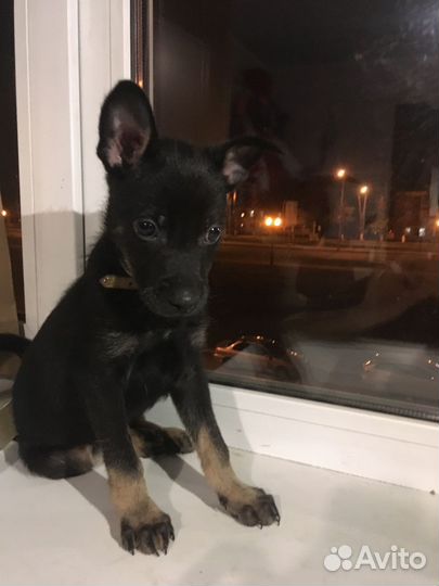 Щенки ищут дом