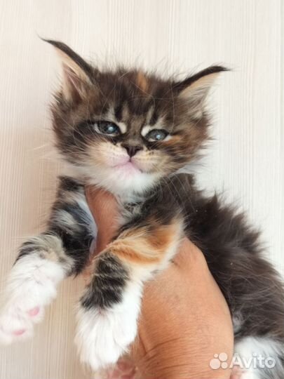 Мейн-кун девочка