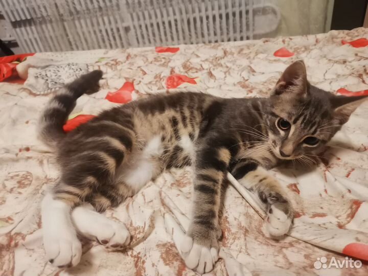 Котёнок в добрые руки