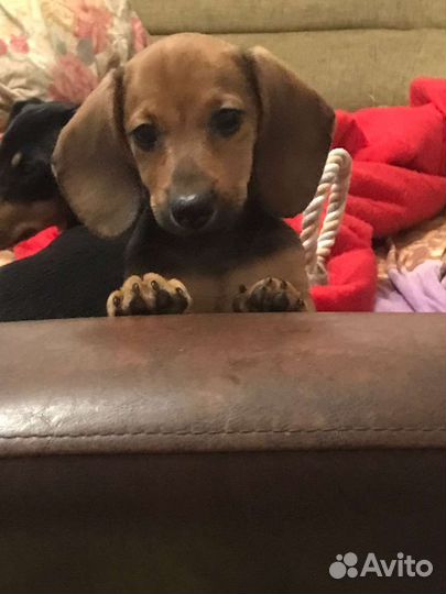 Щенки таксы