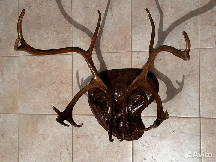 Рога оленьи