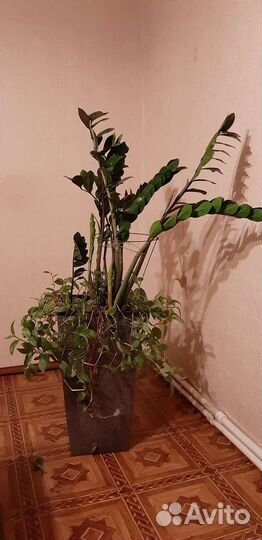 Замиокулькас