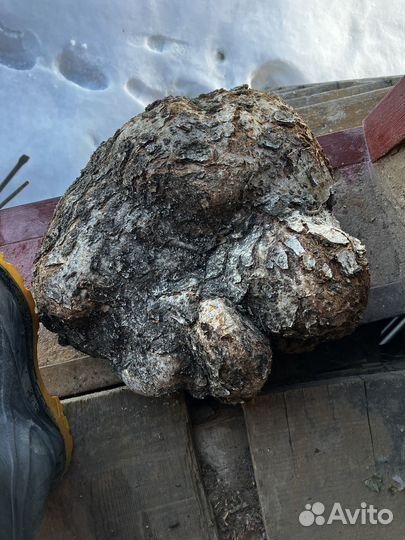 Сувель березы