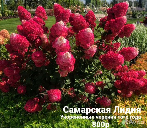 Гортензия