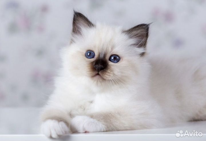 Котята Священная бирма