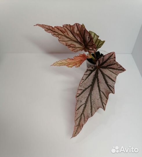 Бегонии кейны, природные, рексы